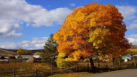 Vibrant Autumn Tree in Stunning Landscape wallpaper