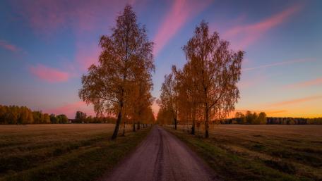 Golden Autumn Dawn Over a Serene Dirt Road wallpaper
