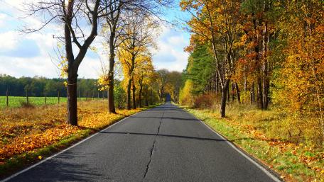 Serene Autumn Road Surrounded by Colorful Trees wallpaper