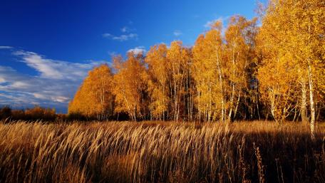 Golden Autumn Bliss in Nature Scene wallpaper