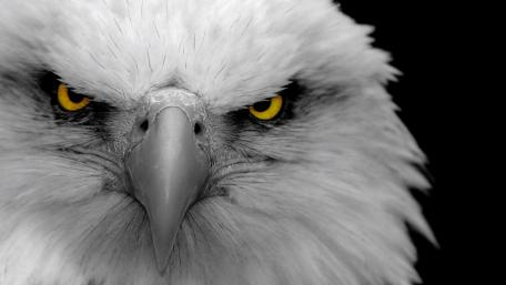 Majestic Bald Eagle Close-Up Artistry wallpaper
