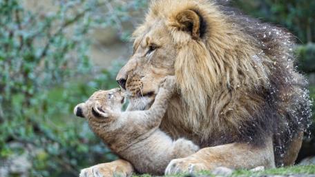 Tender Moments Between Lion and Cub wallpaper