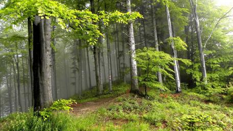 Mystical Forest in Morning Mist wallpaper