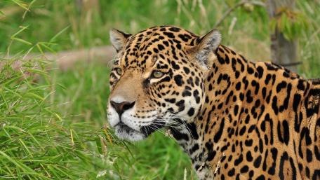 Majestic Jaguar in Its Natural Habitat wallpaper