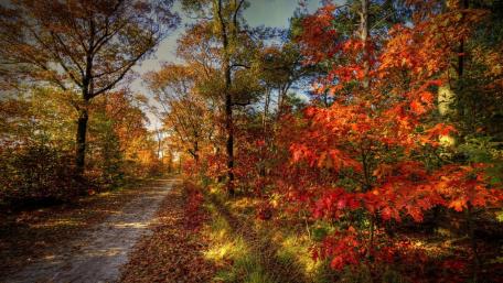 Autumn's Vibrant Pathway wallpaper