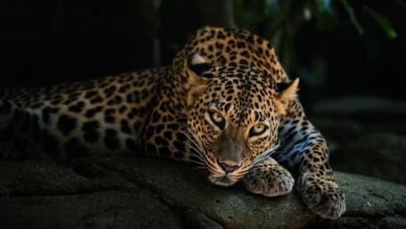 Majestic Leopard in Natural Habitat wallpaper