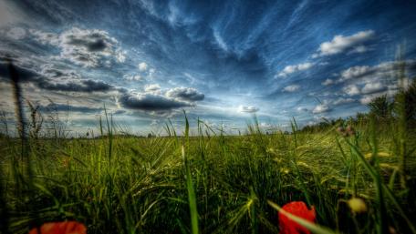 Serene Horizon Over Lush Fields wallpaper