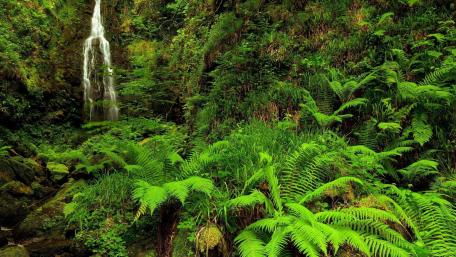 Lush Serenity in a Tropical Paradise wallpaper