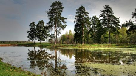 Serene Reflection in a Riparian Paradise wallpaper