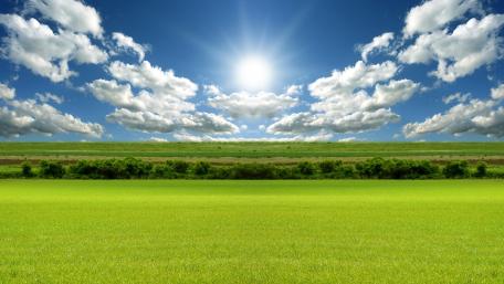 Vibrant Summer Field Under a Bright Sky wallpaper