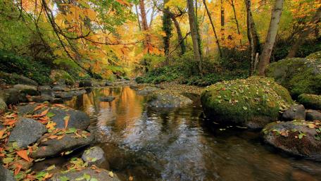 Autumn Serenity by the Forest River wallpaper