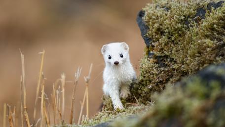 Whimsical White Weasel Adventure wallpaper
