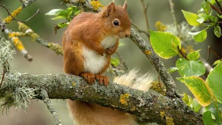 Squirrel on a tree wallpaper