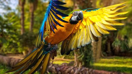 Vibrant Macaw Soaring Through Nature's Beauty wallpaper