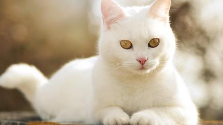 Elegant White Cat Relaxing in the Sunlight wallpaper