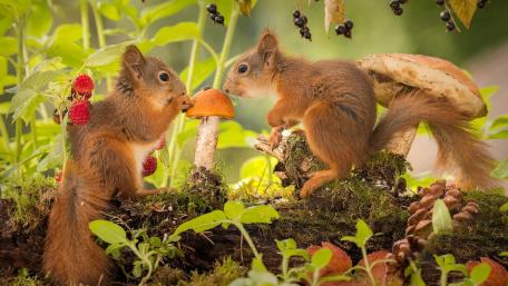Squirrels wallpaper