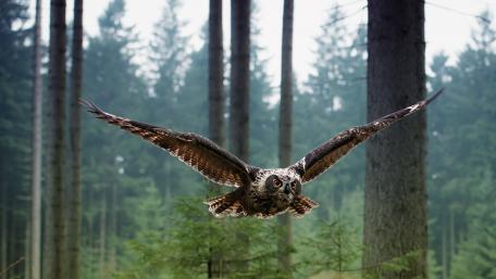 Majestic Owl in Flight Above the Forest wallpaper