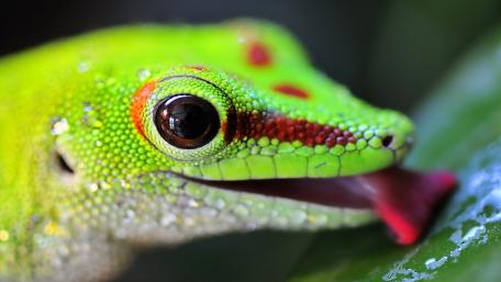 Vibrant Lizard Close-Up wallpaper