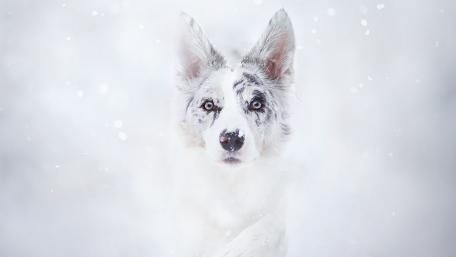 Snowy White Dog in a Mystical Landscape wallpaper