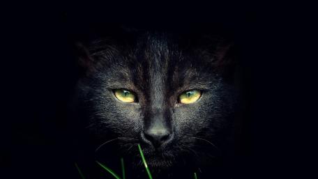 Mystical Presence of a Black Cat wallpaper