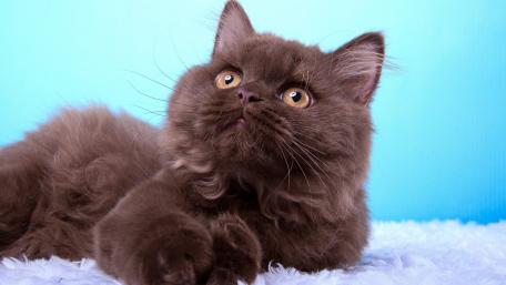 Fluffy British Longhair Cat Wallpaper wallpaper