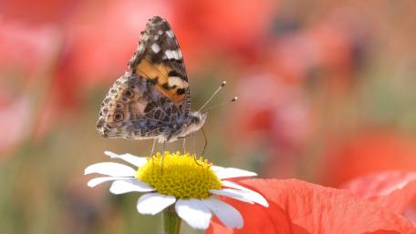 Delicate Butterfly on a Blooming Flower wallpaper