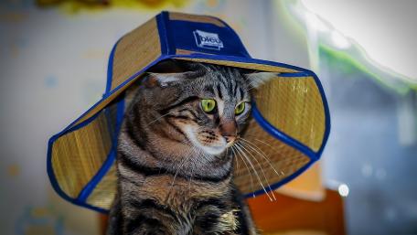 Cat in hat wallpaper