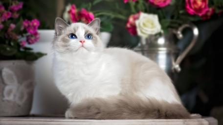 Elegant Ragdoll Cat Surrounded by Flowers wallpaper