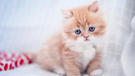 Adorable Ginger Tabby Kitten Wallpaper wallpaper