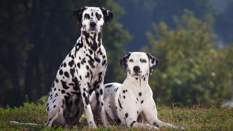 Charming Dalmatians in Nature Scene wallpaper