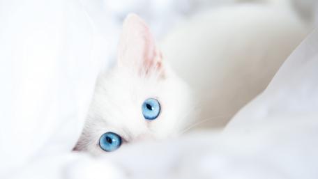 Mesmerizing White Cat with Striking Blue Eyes wallpaper