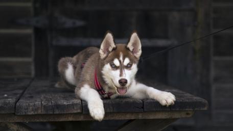 Siberian Husky puppy wallpaper