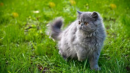 Fluffy Persian Cat in Green Grass wallpaper