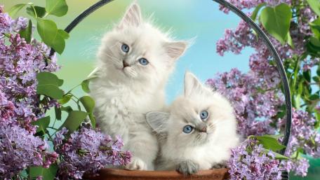 Charming Ragdoll Kittens Amidst Floral Beauty wallpaper