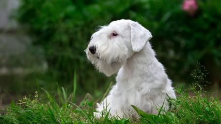 White Sealyham Terrier in a Lush Green Setting wallpaper