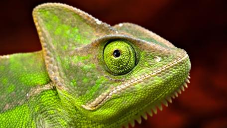 Majestic Veiled Chameleon Close-Up Wallpaper wallpaper