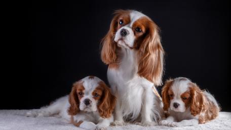 Charming Cavalier King Charles Spaniels Triple Portrait wallpaper