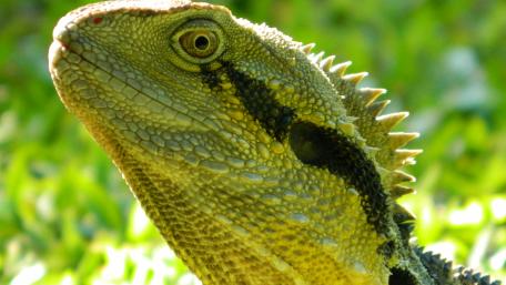 Chinese water dragon wallpaper