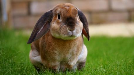 Charming Domestic Rabbit in Lush Green Grass wallpaper