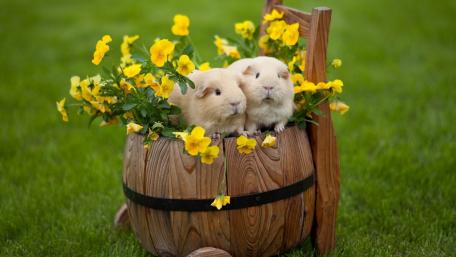 Adorable Guinea Pigs Surrounded by Flowers wallpaper