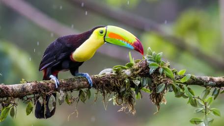Vibrant Keel-billed Toucan Perched on a Branch wallpaper