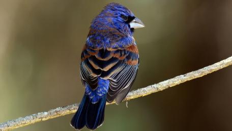 Vibrant Blue Grosbeak Perched Elegantly on a Branch wallpaper