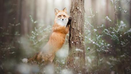 Charming Red Fox in a Winter Wonderland wallpaper