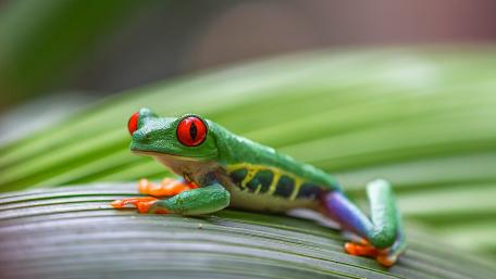 Vibrant Red-Eyed Tree Frog on Leaf wallpaper