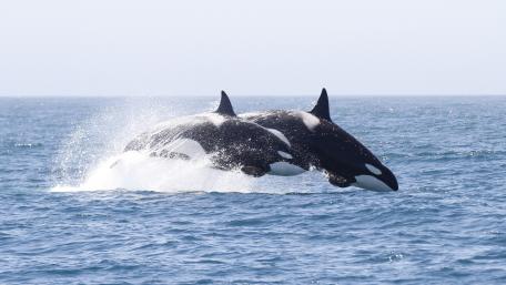Majestic Orcas Leaping Above the Waves wallpaper