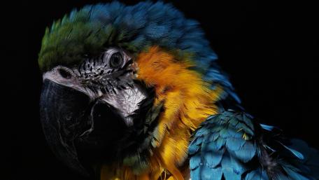 Vibrant Macaw Against Dark Background wallpaper