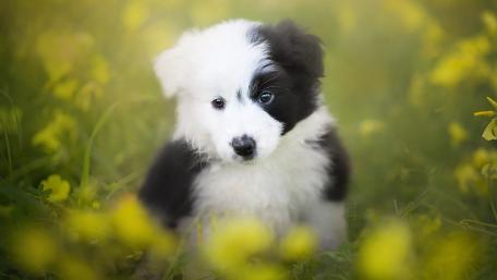 Adorable Border Collie Puppy Amidst Blooms wallpaper
