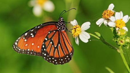 queen butterfly wallpaper