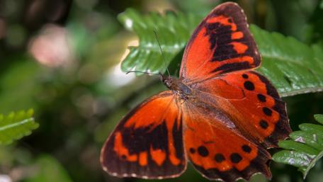 Vibrant Butterfly Among Lush Greenery wallpaper