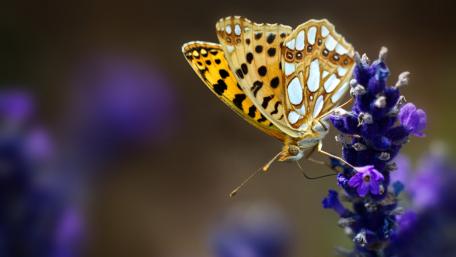 Elegant Butterfly on Lavender Blossom wallpaper